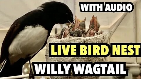 Live BIRD NEST with AUDIO | WILLY WAGTAIL AUSTRALIA