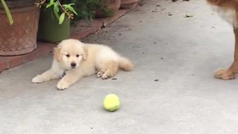 Excited puppy has very short attention span