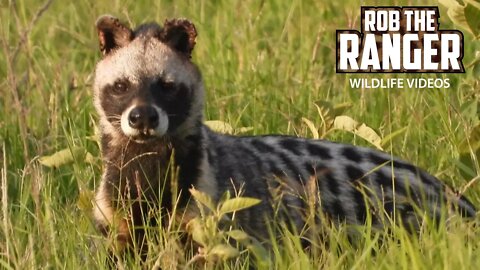 African Civet At The Edge Of The Amboseli Swamps | Zebra Plains Safari