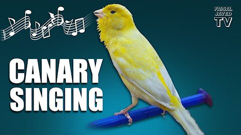 Local Bird Nest Very Strange Voice || Canary Singing