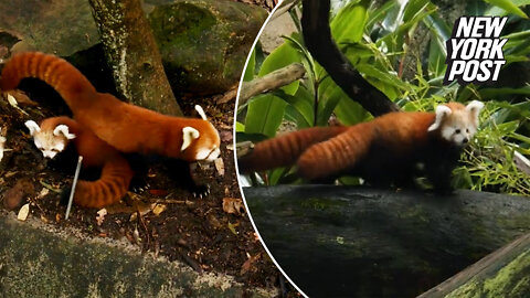 Red panda cubs are earning their stripes