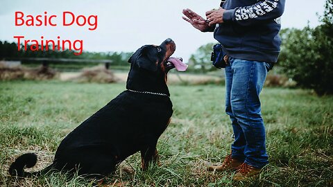 Basic Dog Training – TOP 10 Essential Commands Every Dog Should Know!