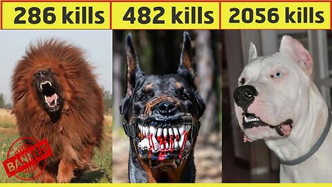10 Most Dangerous Dog Breeds In The World In Urdu/Hindi | Largest Dog Breed | Pet dogs