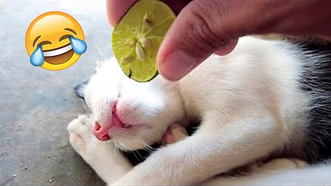 Funny Cat Videos of 2023 