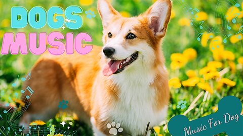 20 Hours Soothing Music to Relax Your Dog! Calm Your Dog and Combat Anxiety!