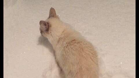Snow Cats: Veeya, Our Lilac Modern Lynx Balinese Cat Playing In the Snow, a Happy Kitty Cat