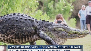 Only in Florida: Video of HUGE gator in Lakeland goes viral