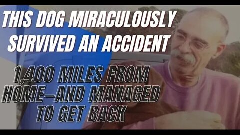 True Stories, This Dog Miraculously Survived an Accident 1,400 Miles from Home—and Managed to Get