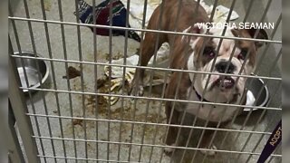 Councilwoman's surprise Animal Foundation inspection leads to calls for change at the shelter