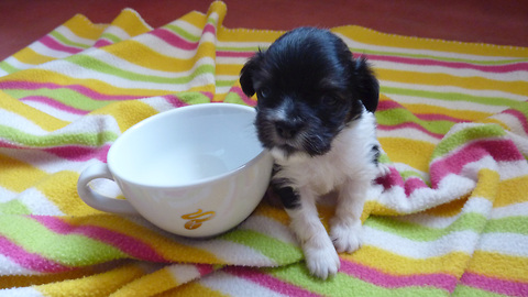 Smallest Puppy Growing Up - Newborn to 8 Weeks Time-Lapse