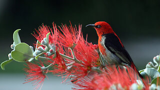 Cardinal Bird Singing - Cardinal Bird Sounds, Cardinal Bird Chirping