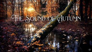 The Sound Of Autumn: A Relaxing Rainy Day By A Flowing Creek