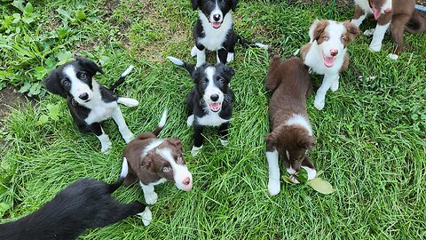 Miniature American Sheppard ducking, dodging and dipping with 7 other border collie puppies