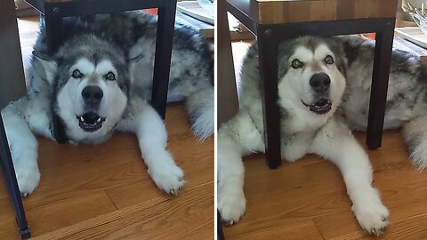 Stubborn Alaskan Malamute Gets Himself Stuck Under Bench