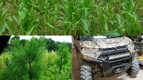 Southern Illinois land update! Corn, Blood clots, Polaris Ranger Northstar & Loblolly pine updates!