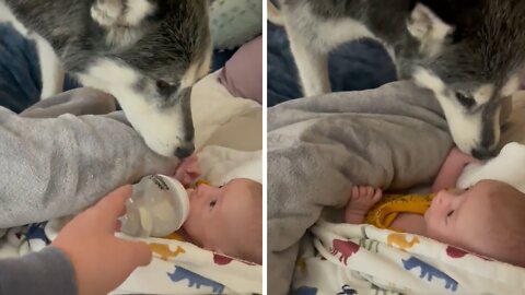 Loving Husky Gently Tucks In Newborn Baby