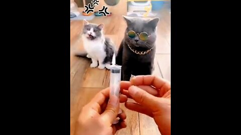 A cute funny cat will make you roll with laughter
