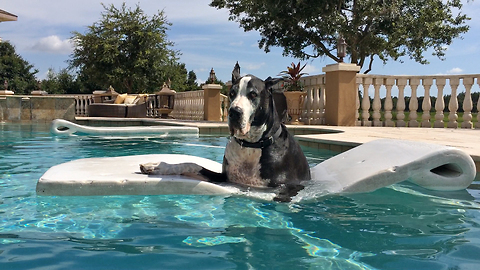 Great Dane chills in pool, learns to use floatie