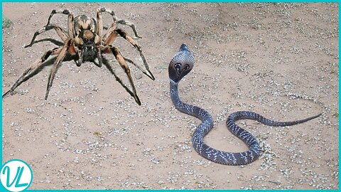 Spider Hunting Snake #animal #animals #wildlife #wildanimals #animalworld #fypシ #fypシ゚ #viral #viralreels #spider #snake