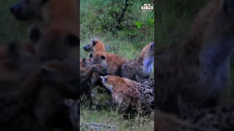 Hyenas Eat An Eland | Saturday #shorts