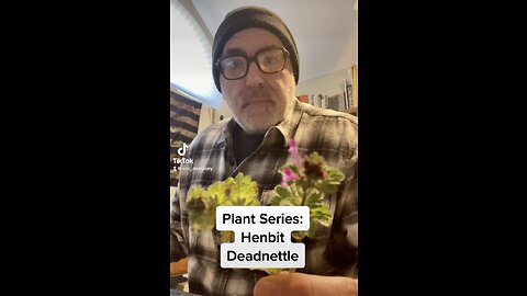 Plant Series: Henbit Deadnettle