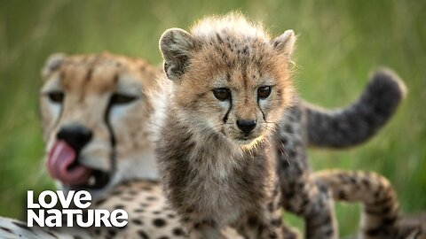 Cheetah Cubs Make First Kill as Mom Hunts Impala | Love Nature