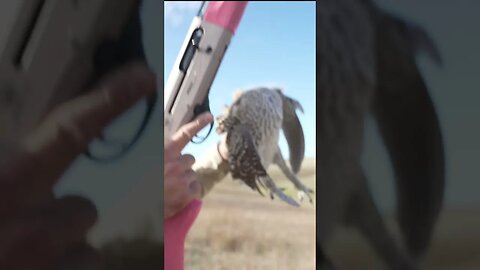 Hunting Sharptail Grouse Over Pointing Dogs