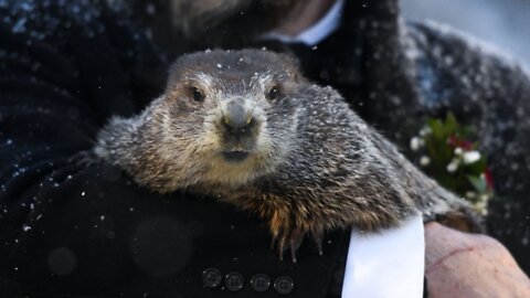 Groundhog Day: Punxsutawney Phil Predicts 6 More Weeks Of Winter