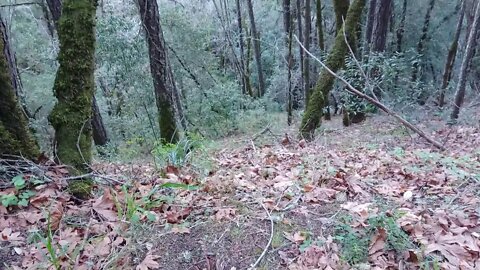 Scouting Access to the Old 1897 Stevens Canyon Road: Beyond Grizzly Flat Trail