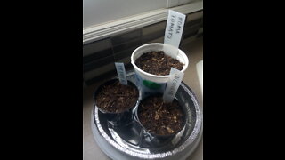 Homesteading #5 - Getting seeds started early in cold climates