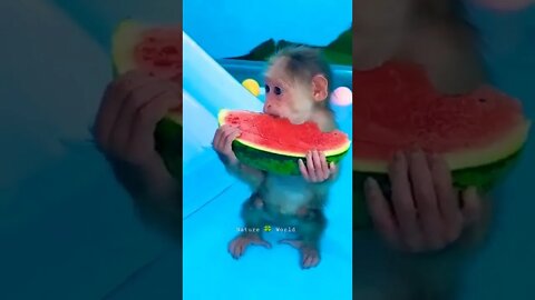 Chota Bandar Tarbuj Khate Huye😋Cute Baby Monkey👈