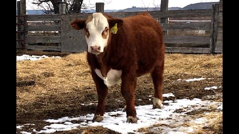 Eagle Canyon Herefords 2022