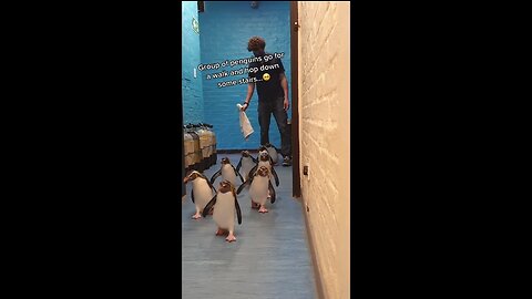 Group Of Penguins go Down Stairs