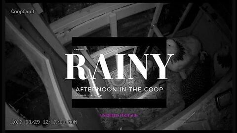 Throwback: Rainy Afternoon in the Coop (Unedited Footage)