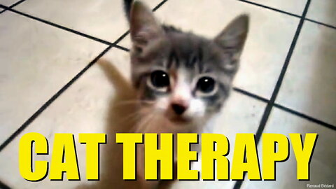CAT THERAPY ANYONE :-)