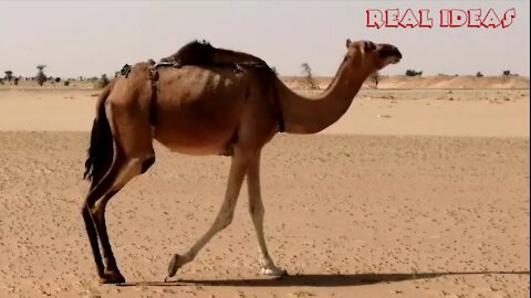 Camels desert, the most beautiful desert scenery is when you encounter a camel caravan