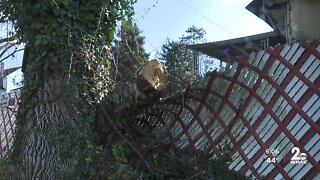 Fallen tree causing damage and power outages in NW Baltimore neighborhood