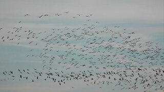 A Flock Of Birds
