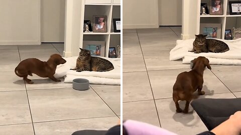 Energized Dachshund Tries To Befriend A Grumpy Cat