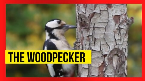 The woodpecker