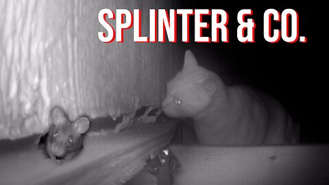 Splinter And the Unexpected Helper