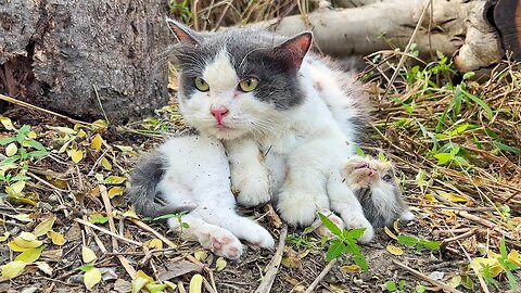 Worried Mother Cat trying to wake up her kitten but the poor kitten didn't respond!