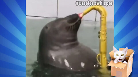 Funny Seal Playing Sax - George Michael - Careless Whisper