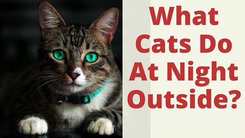 What Cats Do At Night Outside And Where Is Your Cat Roaming At Night? Cat night time patterns.