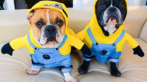 Frenchies show off their adorable Minion costumes