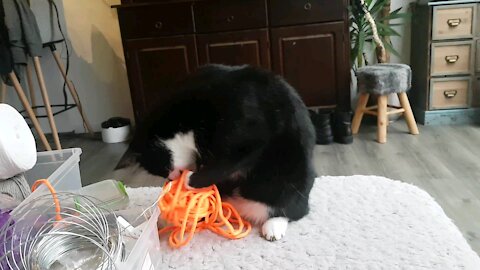 Cat loves his ball of woll