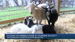 Dozens of Animals Now at Humane Society