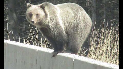 GRIZZLY BEAR at the HIGHWAY