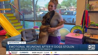 Hugging therapy dog among several found after being stolen for weeks