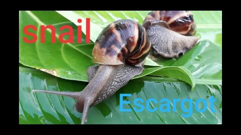 Snails in the garden snails everywhere escargot life